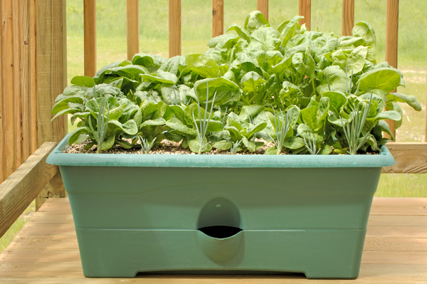 planter box