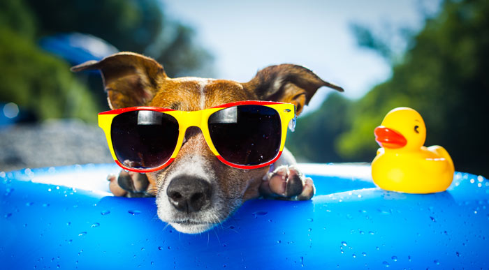 dog with sunglasses in pool