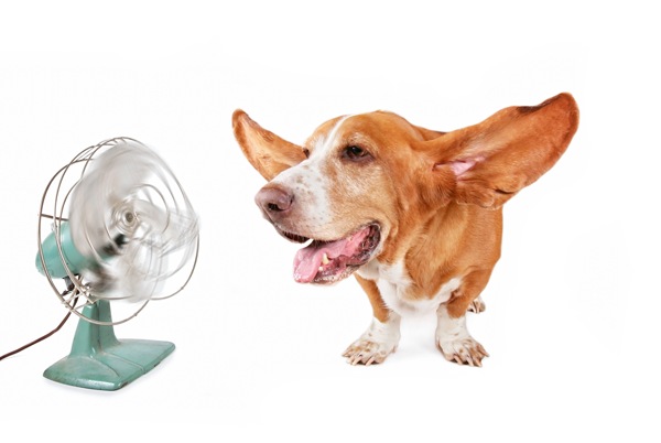 A dog with large floppy ears is enjoying the breeze from an electric fan